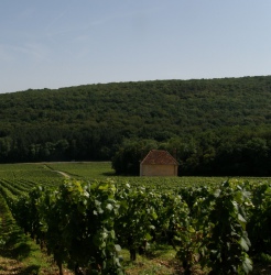 Sentier de la Bossière, nature et patrimoine au cœur des Climats de Gevrey-Chambertin