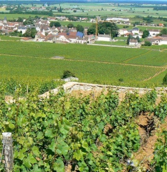 3 Randonnées découvertes des grands crus de Bourgogne