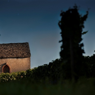 Cabotte (savigny-les-Beaune) © M Joly